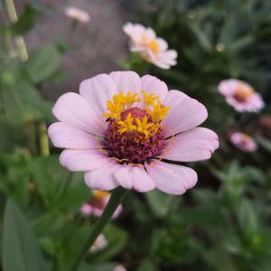 韩国bj大乳抖奶舞
